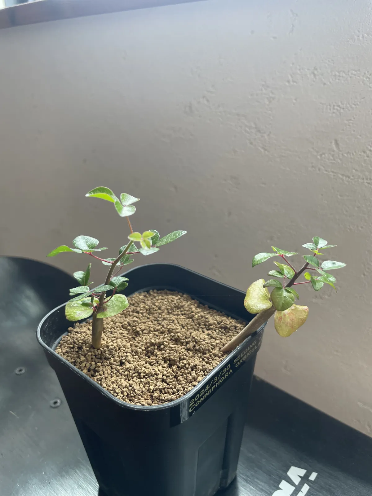 Commiphora orbicularis (コミフォラ オルビクラリス)