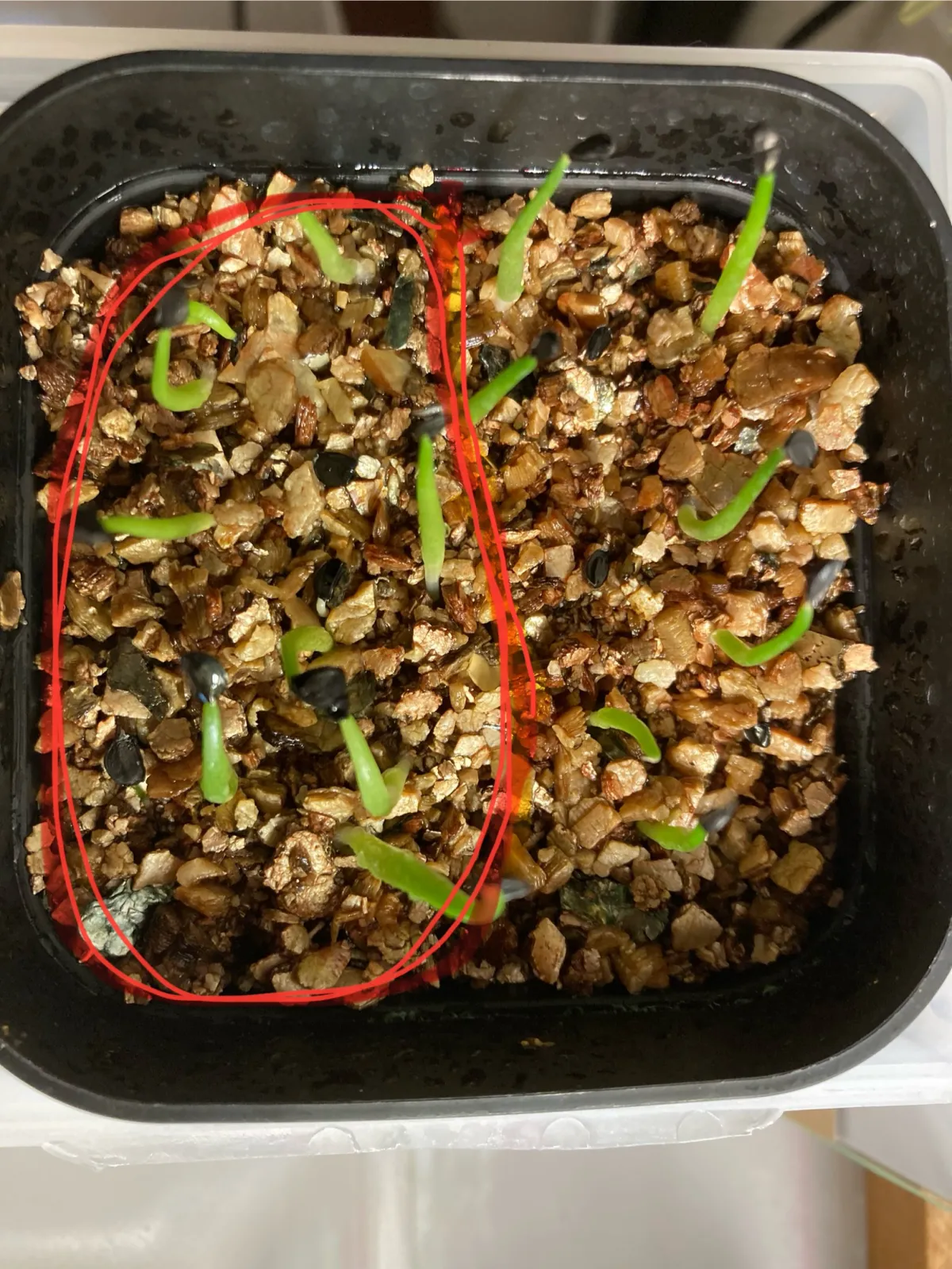 Agave oteroi (アガベ オテロイ)