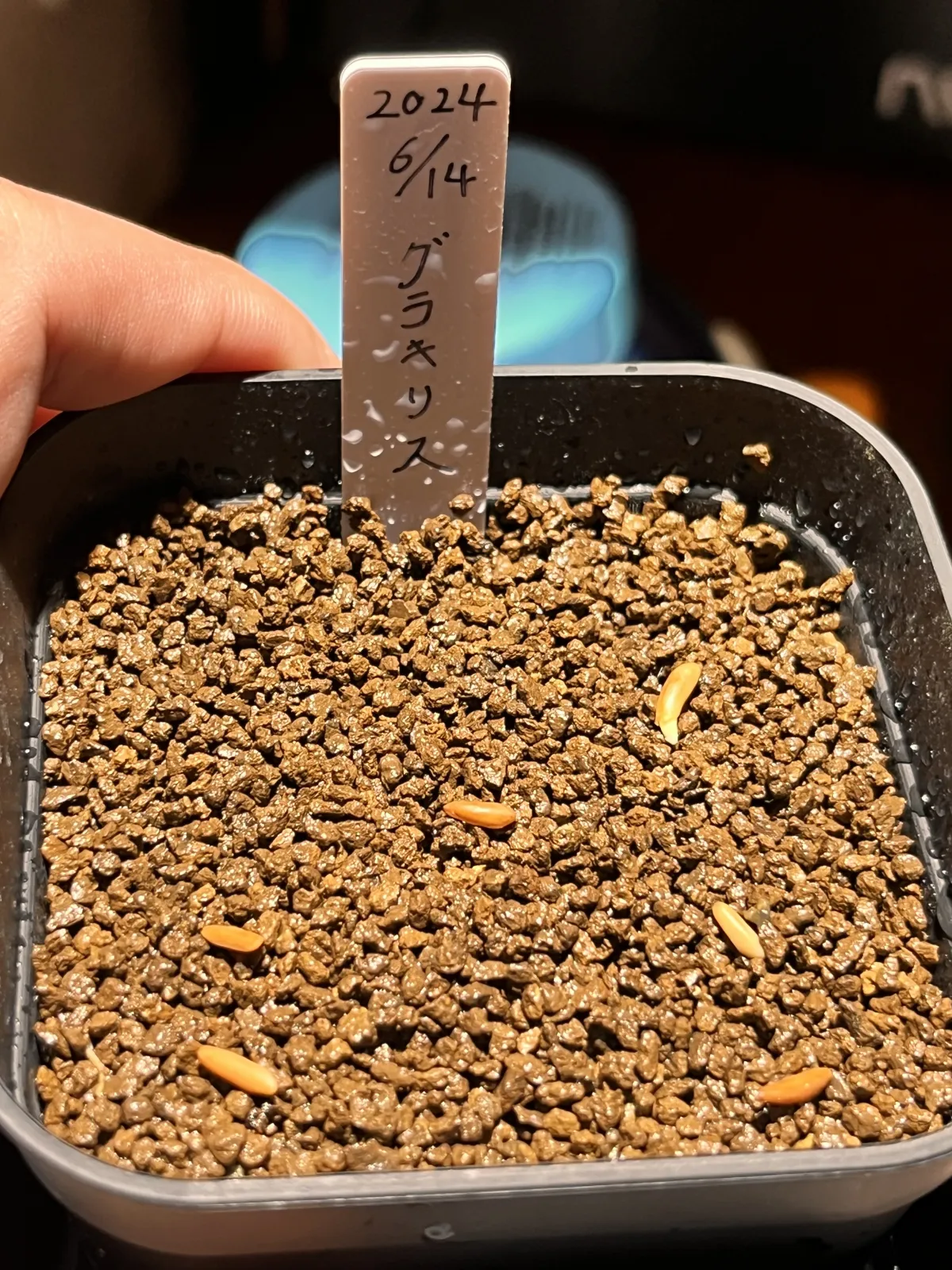 [無料種子] 発芽難 パキポディウム グラキリス　 Pachypodium rosulatum var. gracilius