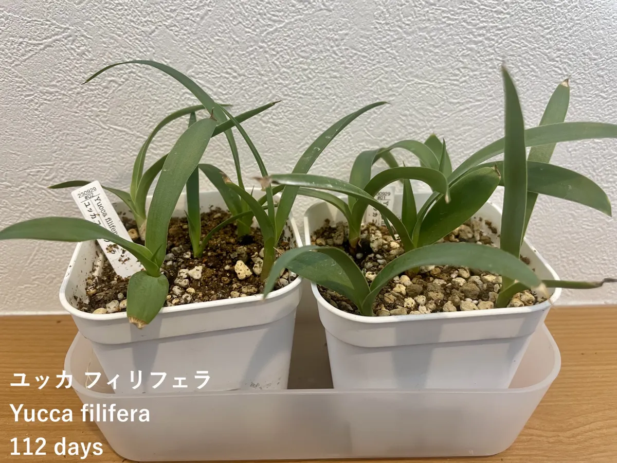 Yucca filifera (ユッカ フィリフェラ)