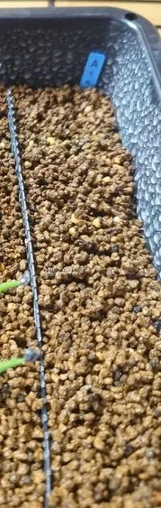 Aloe reitzii (アロエ レイジー)