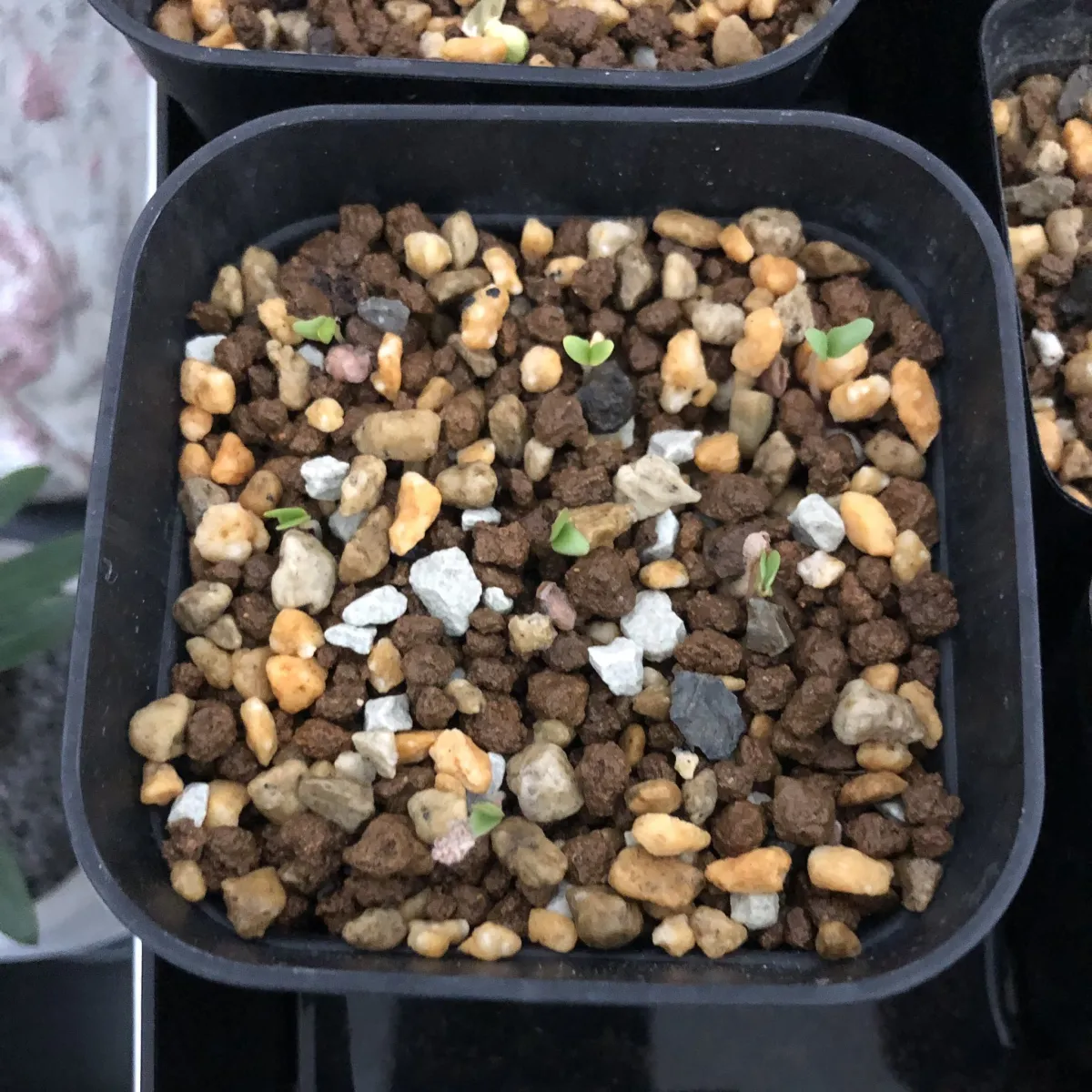 Pachycormus discolor (パキコルムス ディスカラー)