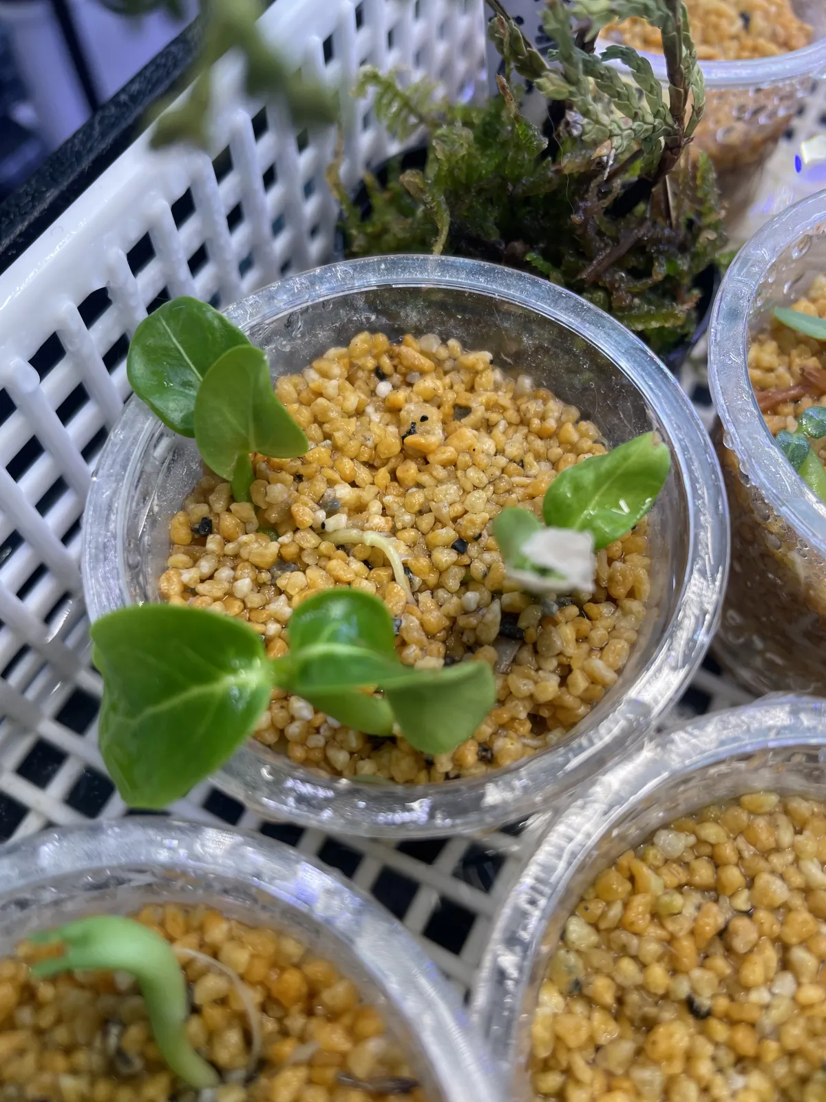 Pachypodium rutenbergianum var. rutenbergianum (パキポディウム ルテンベルギアナム)