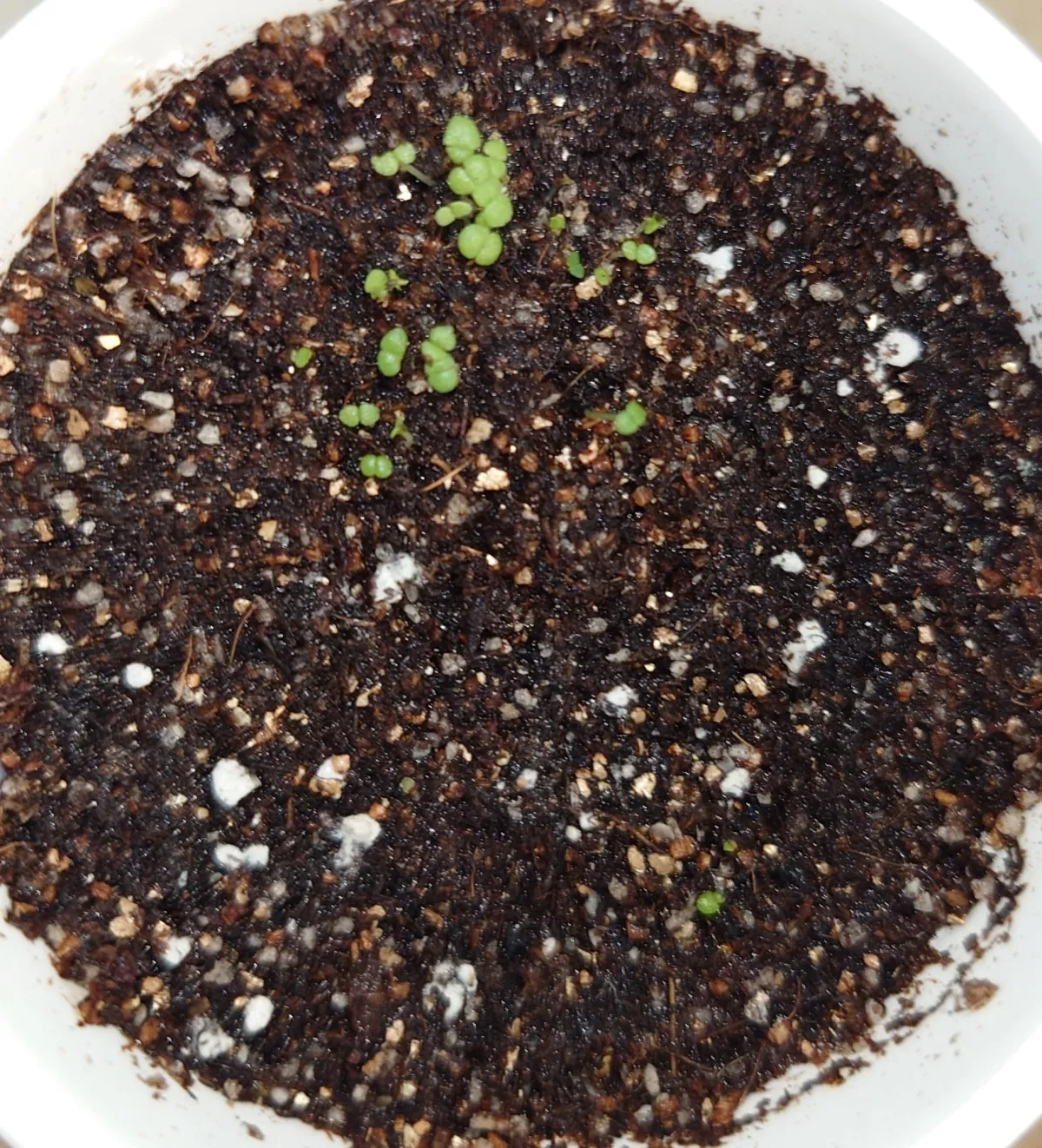 Echeveria cante White Cloud Echeveria (エケベリア カンテ)