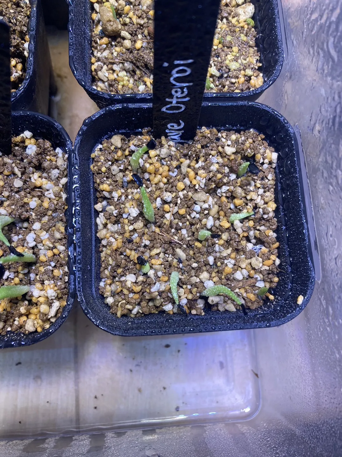 Agave oteroi (アガベ オテロイ)