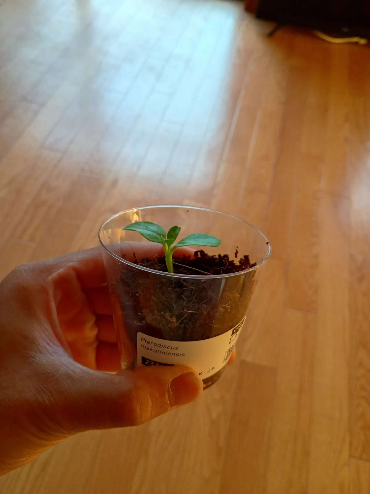 Pterodiscus makatiniensis (プテロディスクス マカチニエンシス)