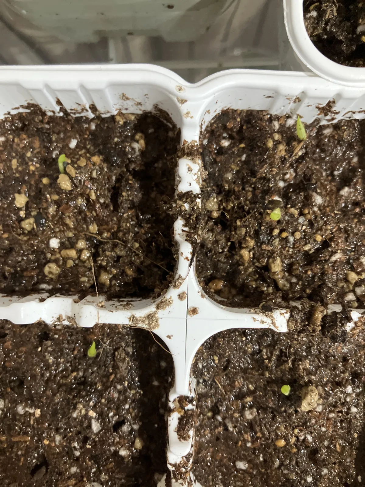 Aloe ramosissima (アロエ ラモシシマ)