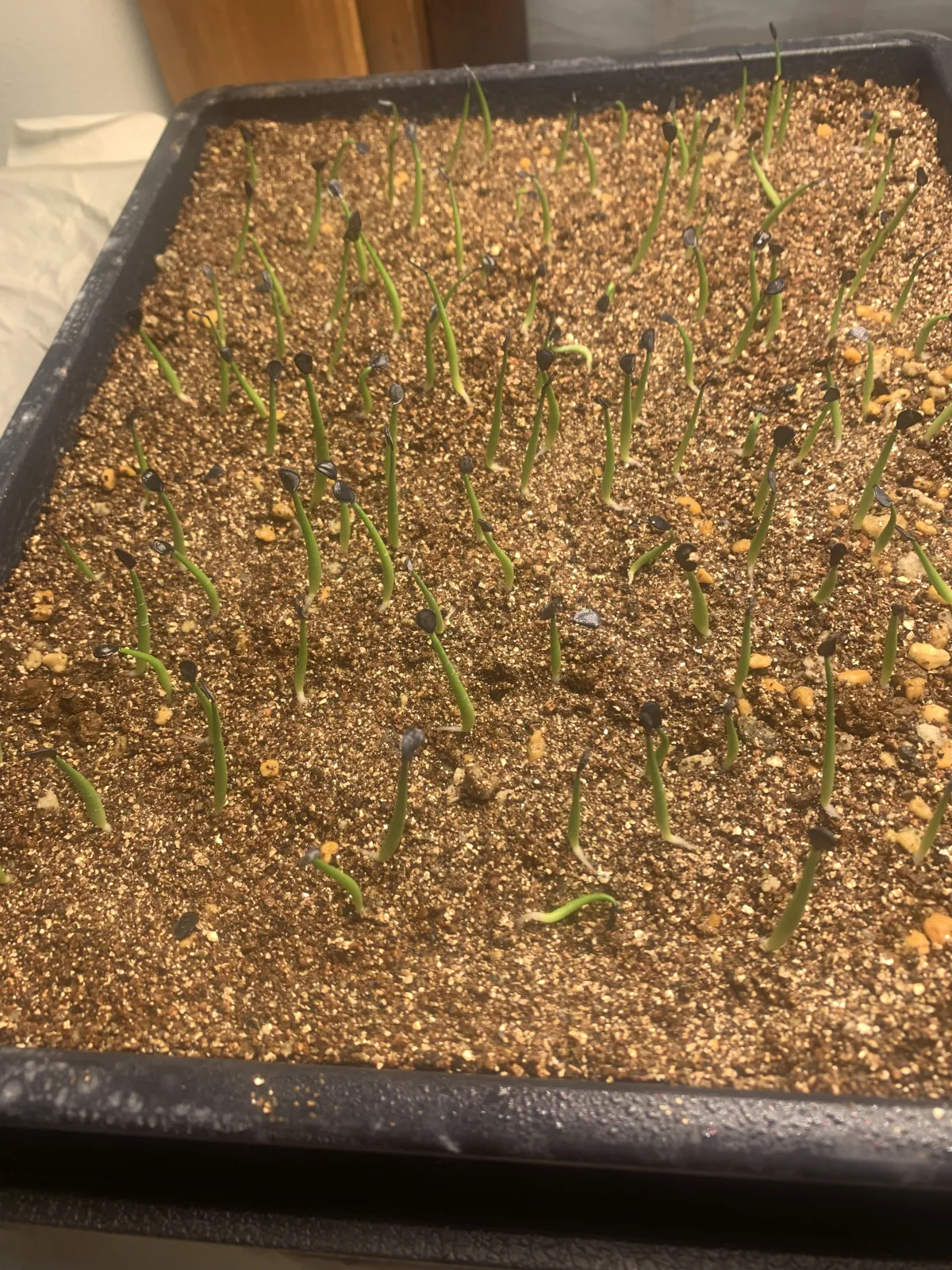 Agave parrasana (アガベ パラサナ)