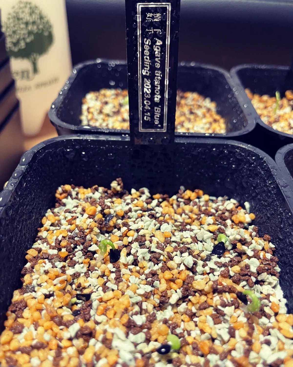 Agave titanota 'Blue' (アガベ チタノタブルー)