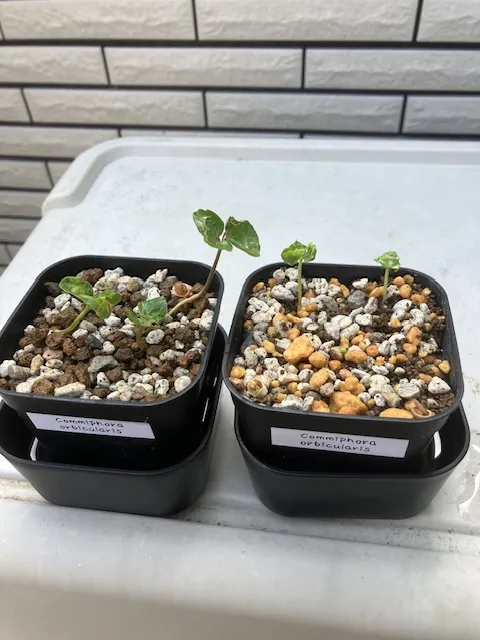 Commiphora orbicularis (コミフォラ オルビクラリス)