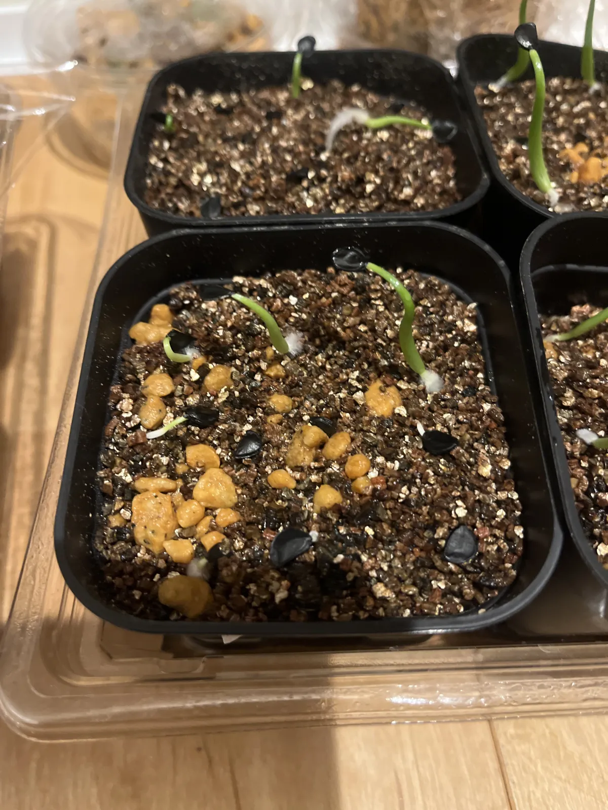 Agave gigantensis (アガベ ギガンテンシス)