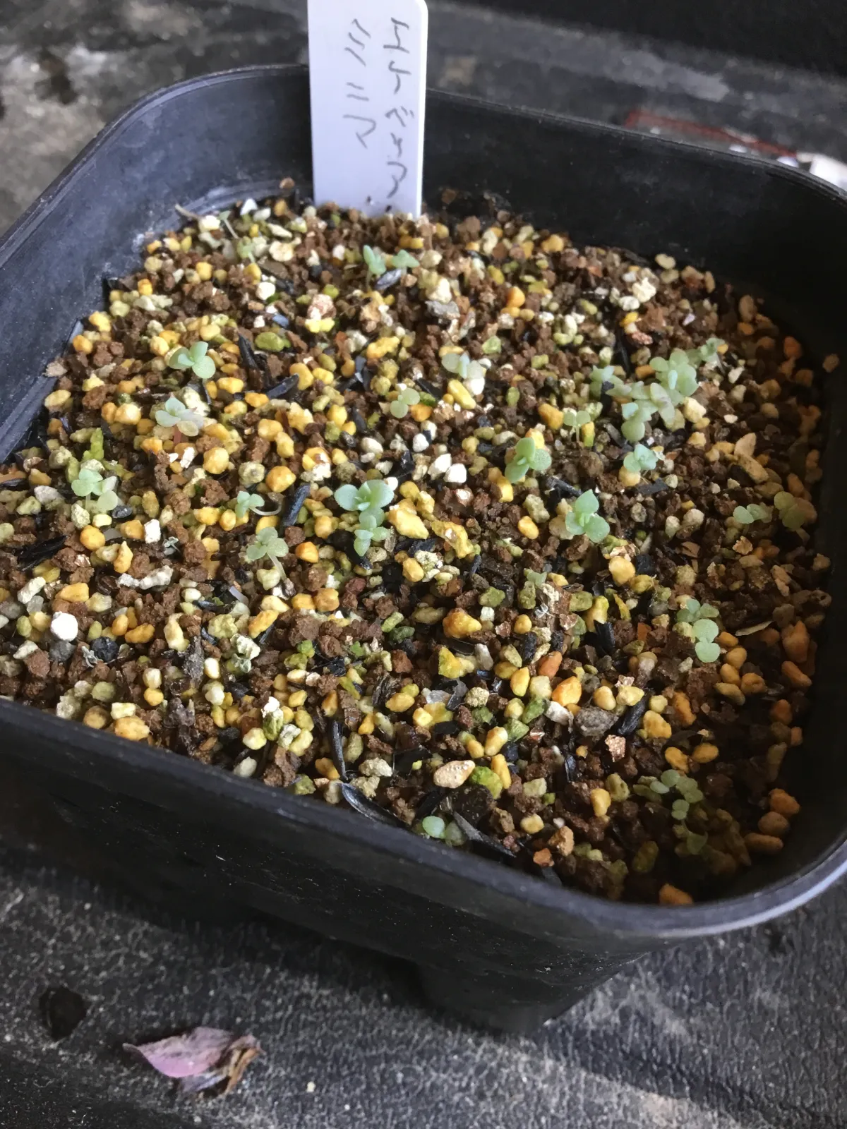 Echeveria minima (エケベリア ミニマ)