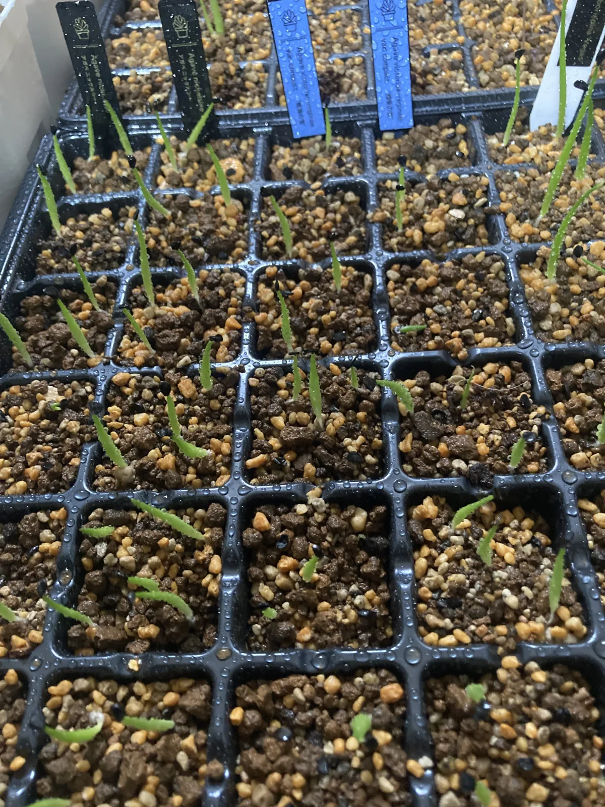 Agave victoriae-reginae Compacta (アガベ ビクトリアレジーナコンパクト)