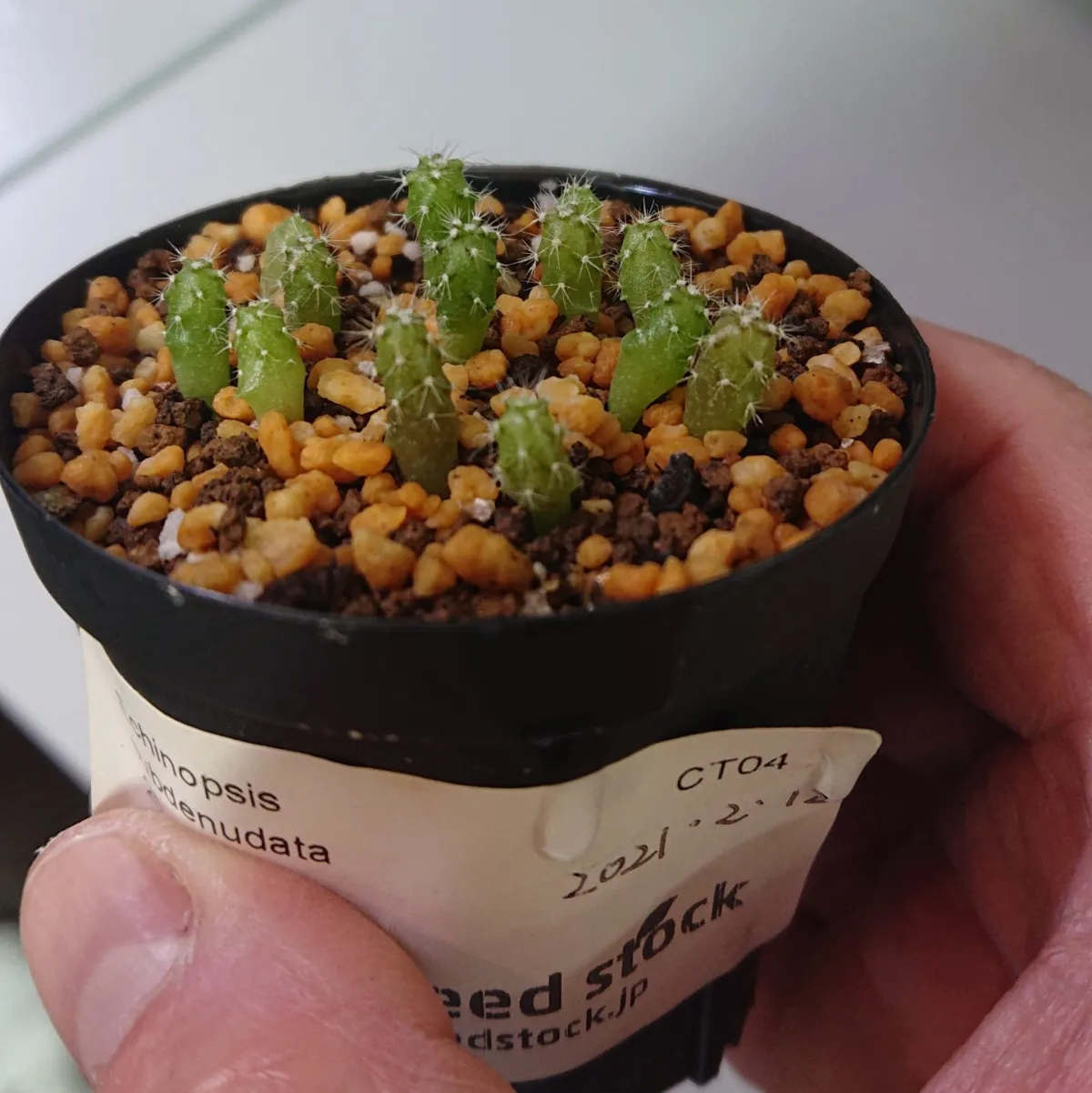 Echinopsis subdenudata (エキノプシス 大豪丸)