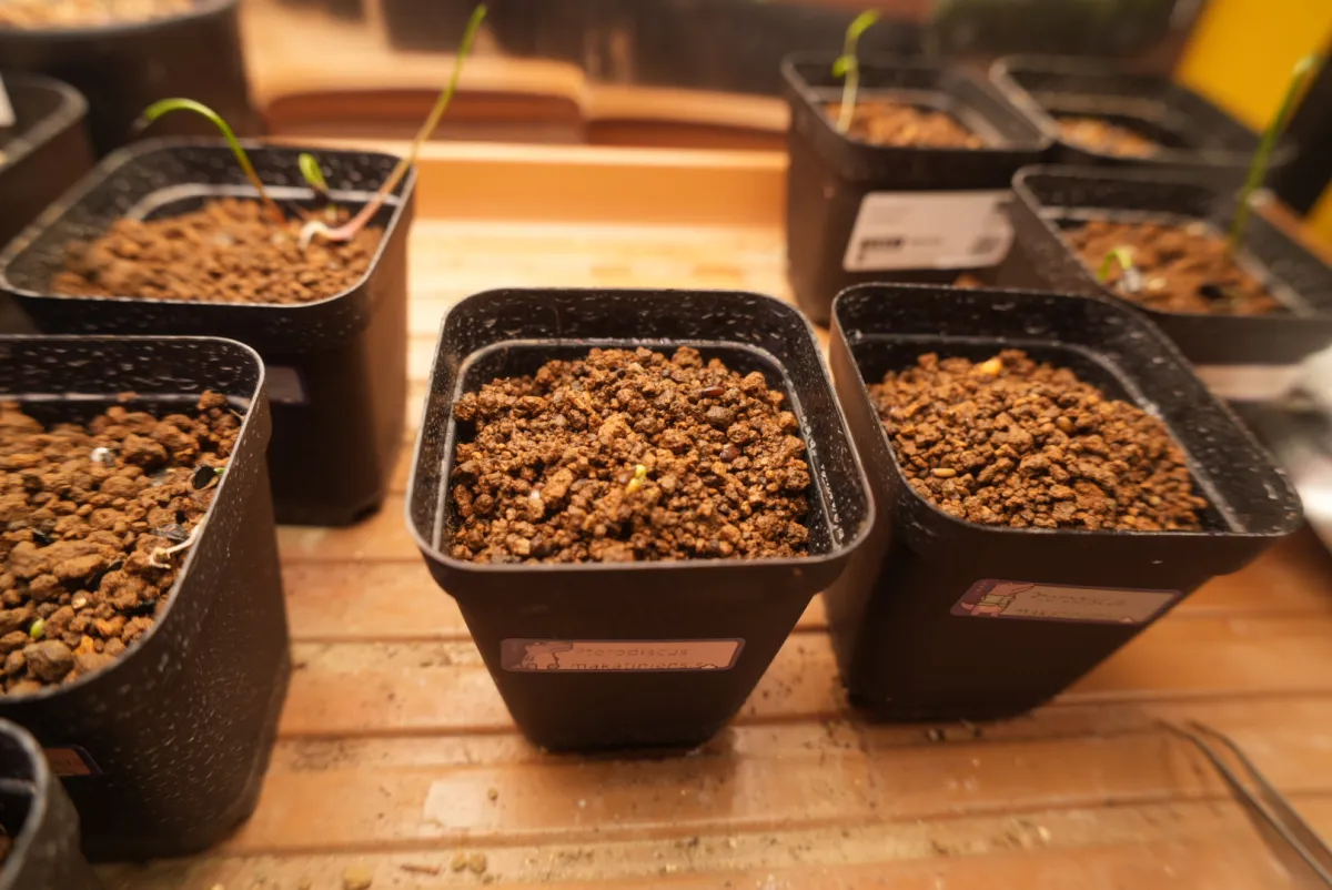 Pterodiscus makatiniensis (プテロディスクス マカチニエンシス)