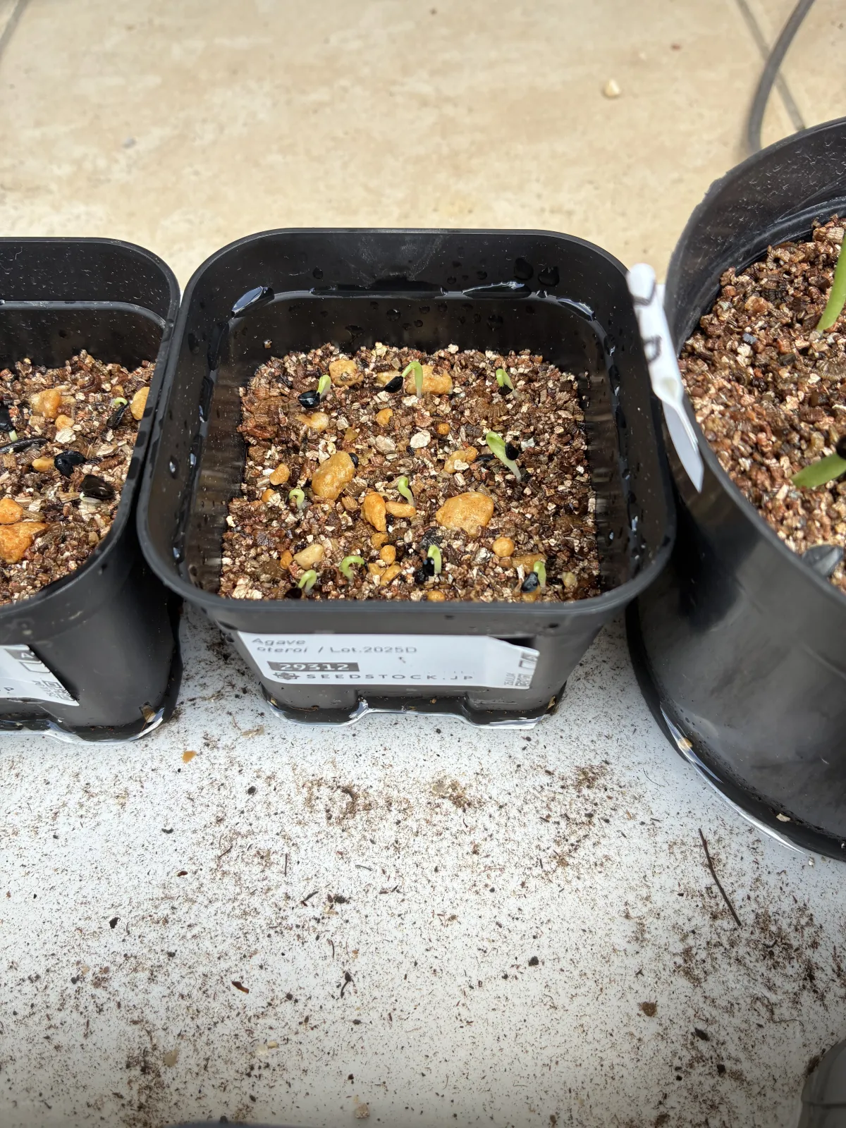 Agave oteroi (アガベ オテロイ)