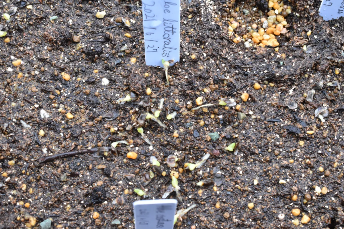 Aloe littoralis (アロエ リトラリス)