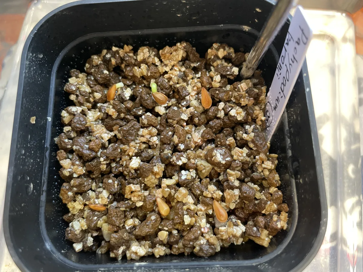 Pachypodium baronii (パキポディウム バロニー)