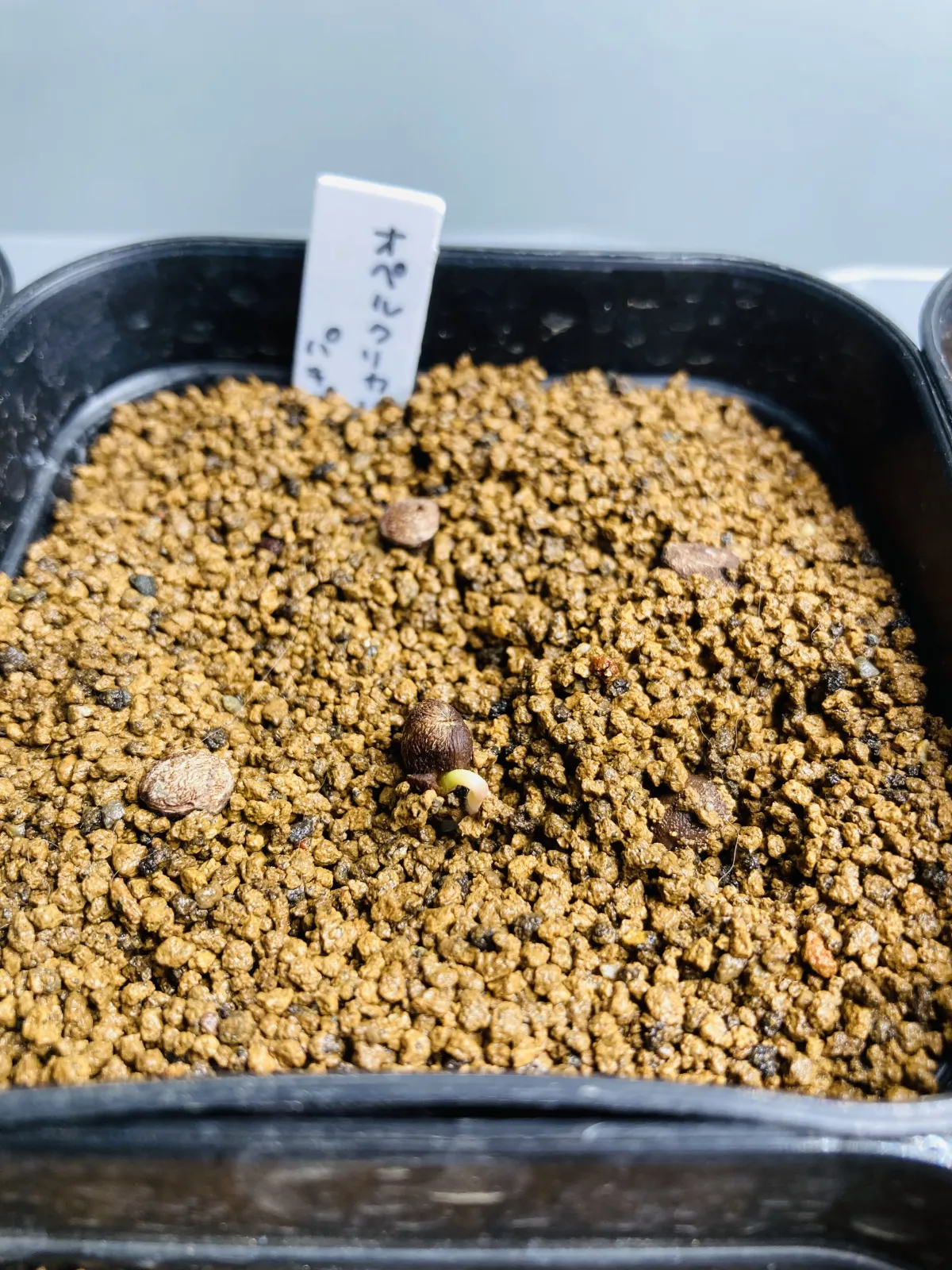 Operculicarya pachypus (オペルクリカリア パキプス)