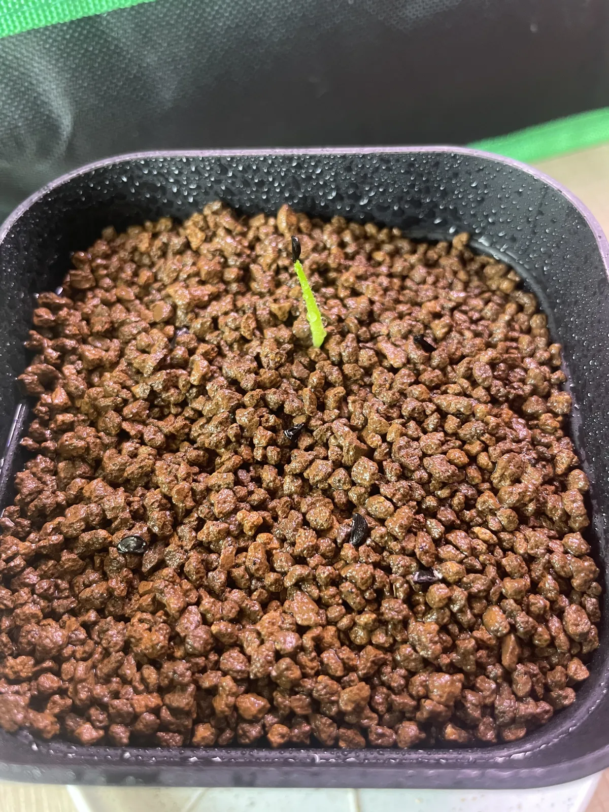 Agave striata subsp. striata (アガベ ストリアータ)