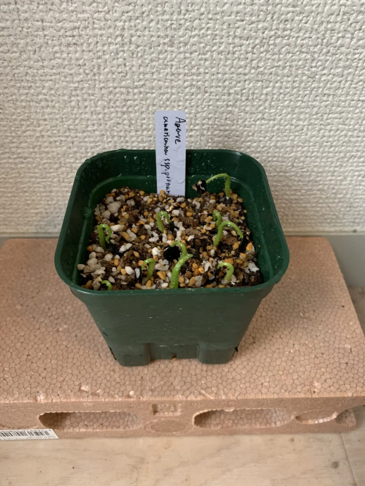 Agave americana ssp. protoamericana (アガベ プロトアメリカーナ)