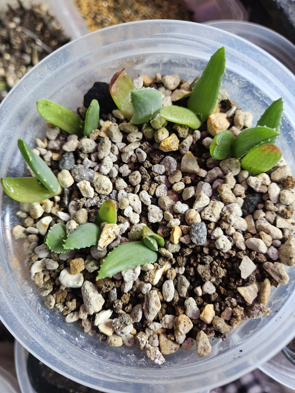 Aloe ramosissima (アロエ ラモシシマ)