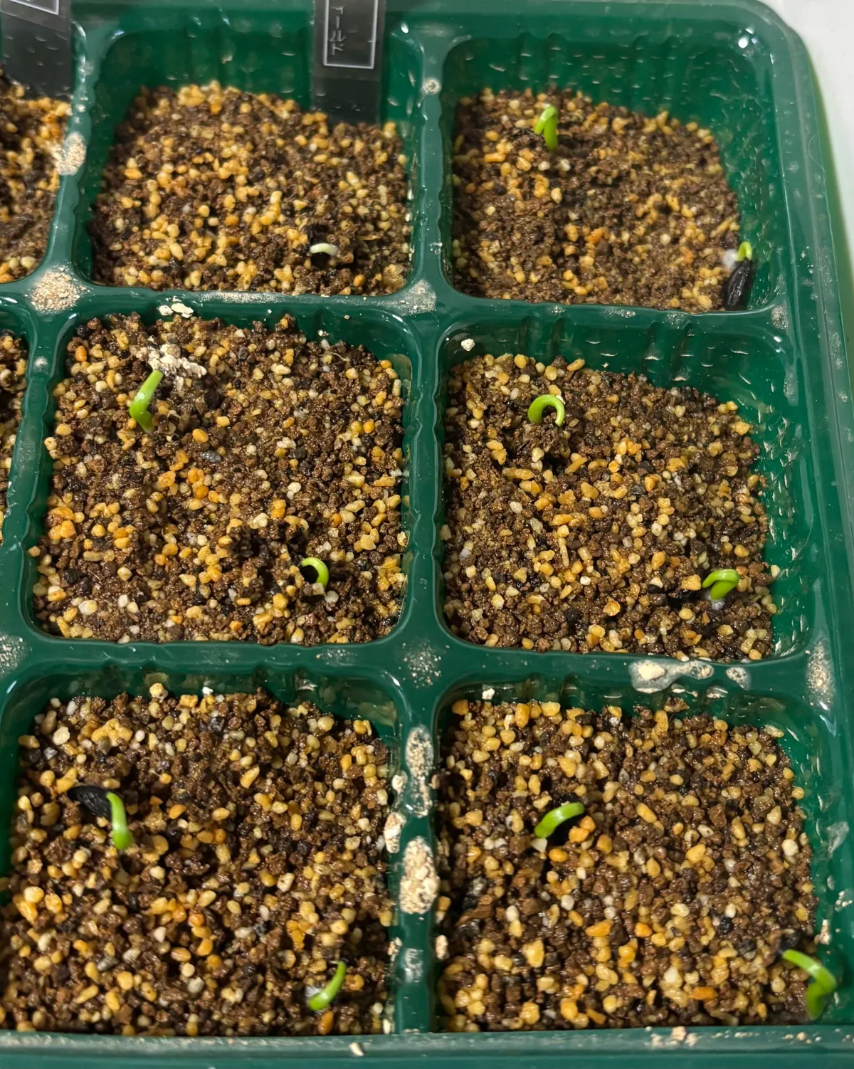 Agave parryi var. huachucensis 'Wakefield' (アガベ パリー ウェイクフィールド)