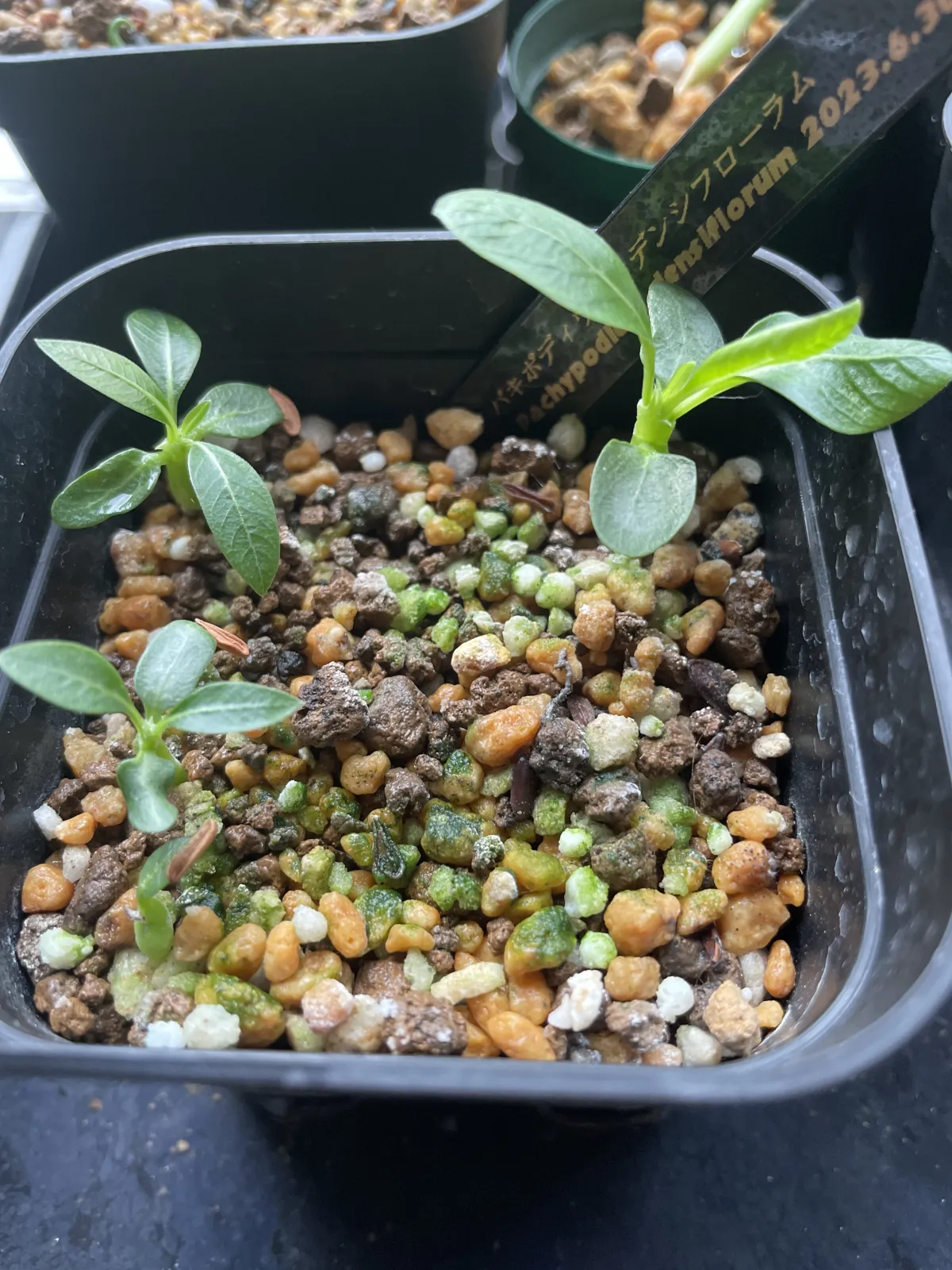 Pachypodium densiflorum var. densiflorum (パキポディウム デンシフローラム)