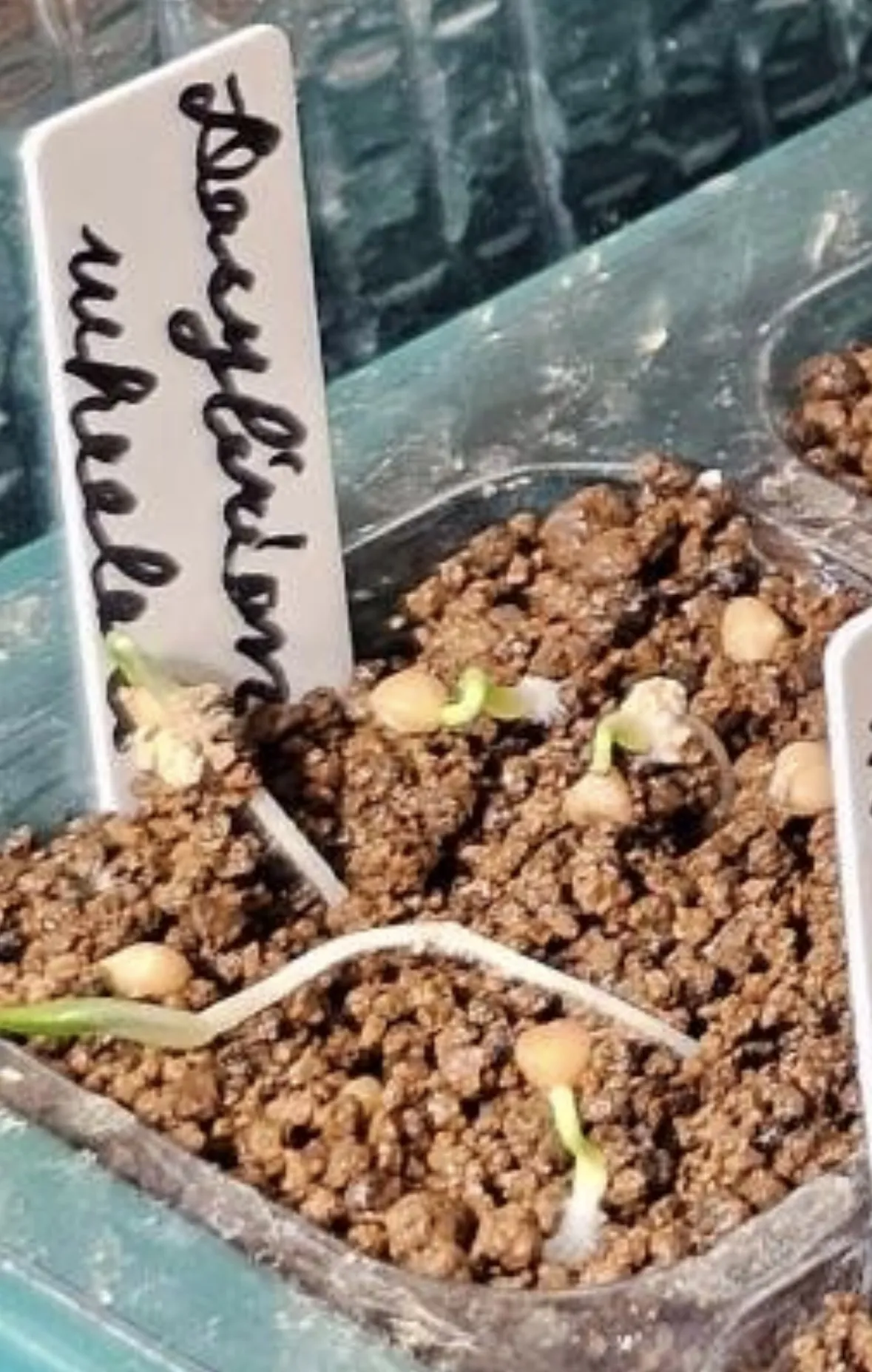 Dasylirion wheeleri (ダシリリオン ウィーレリ)