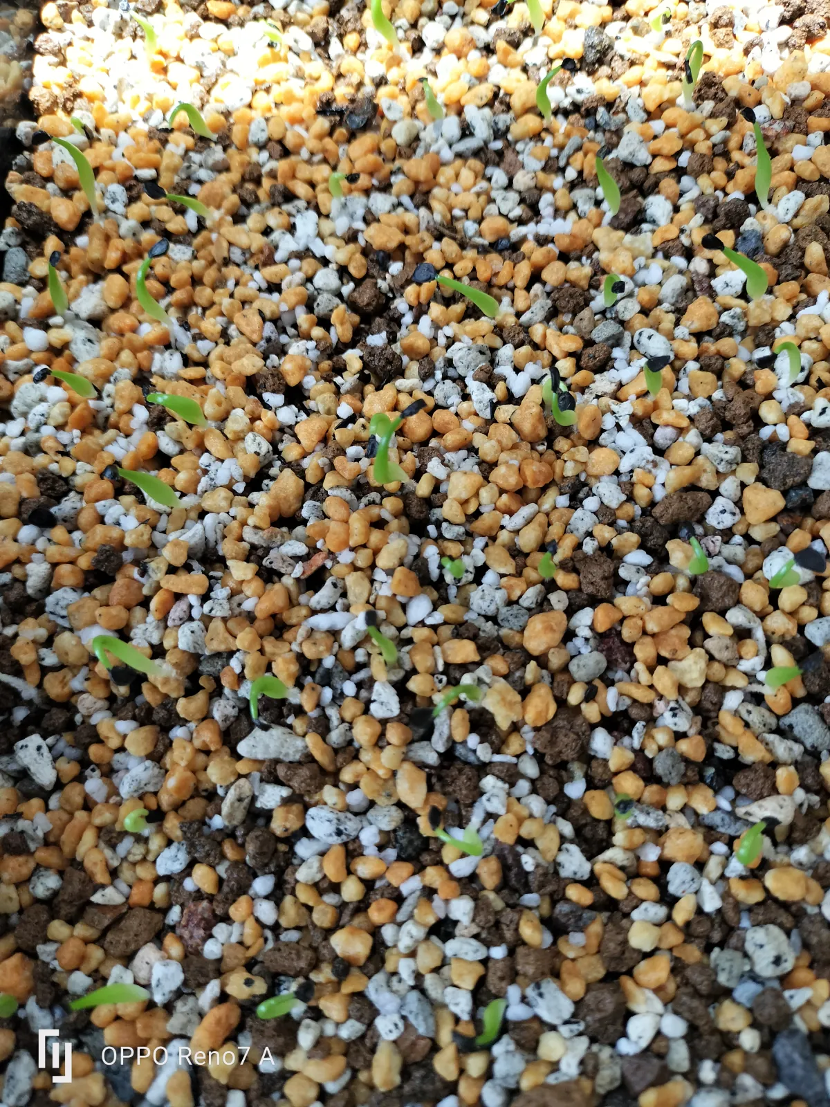 Agave oteroi (アガベ オテロイ)