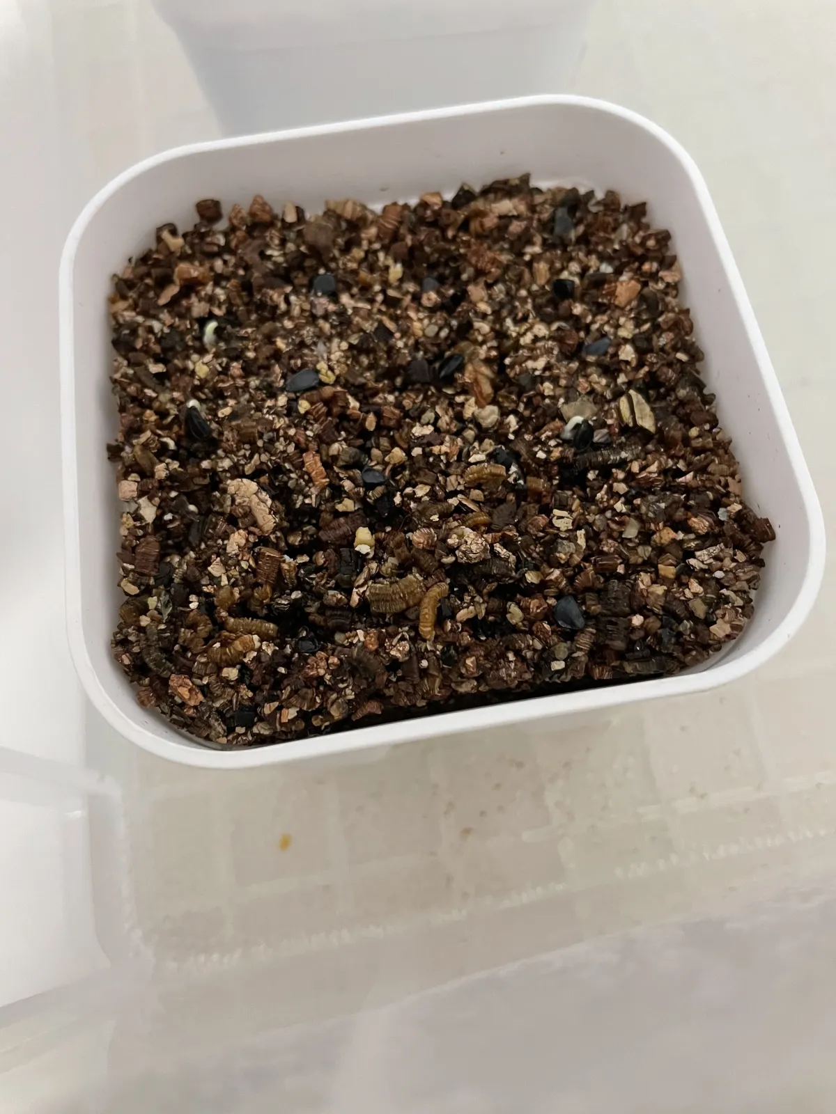 Agave oteroi (アガベ オテロイ)