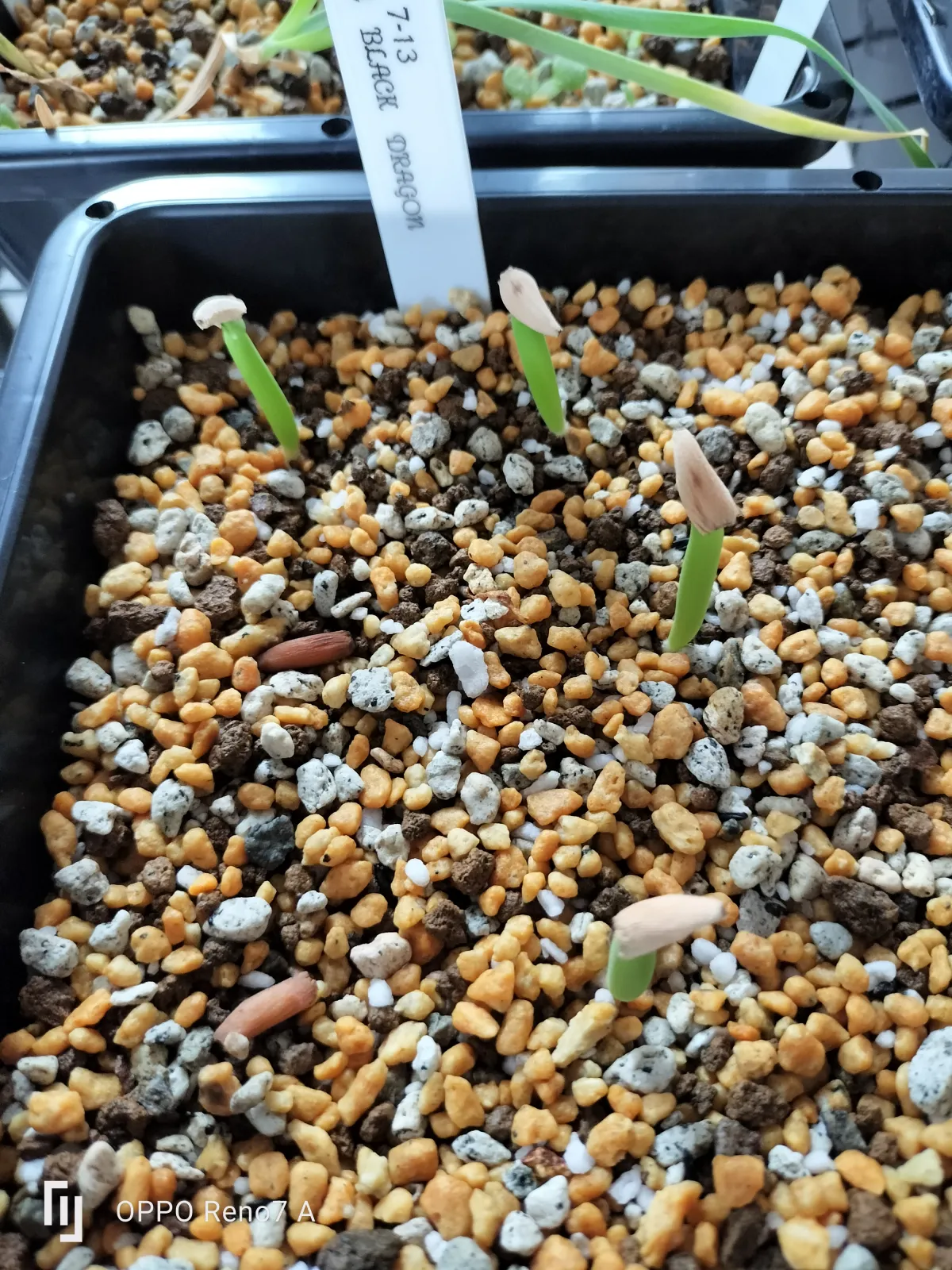 Adenium arabicum 'Black Skin' (アデニウム ブラックドラゴン)