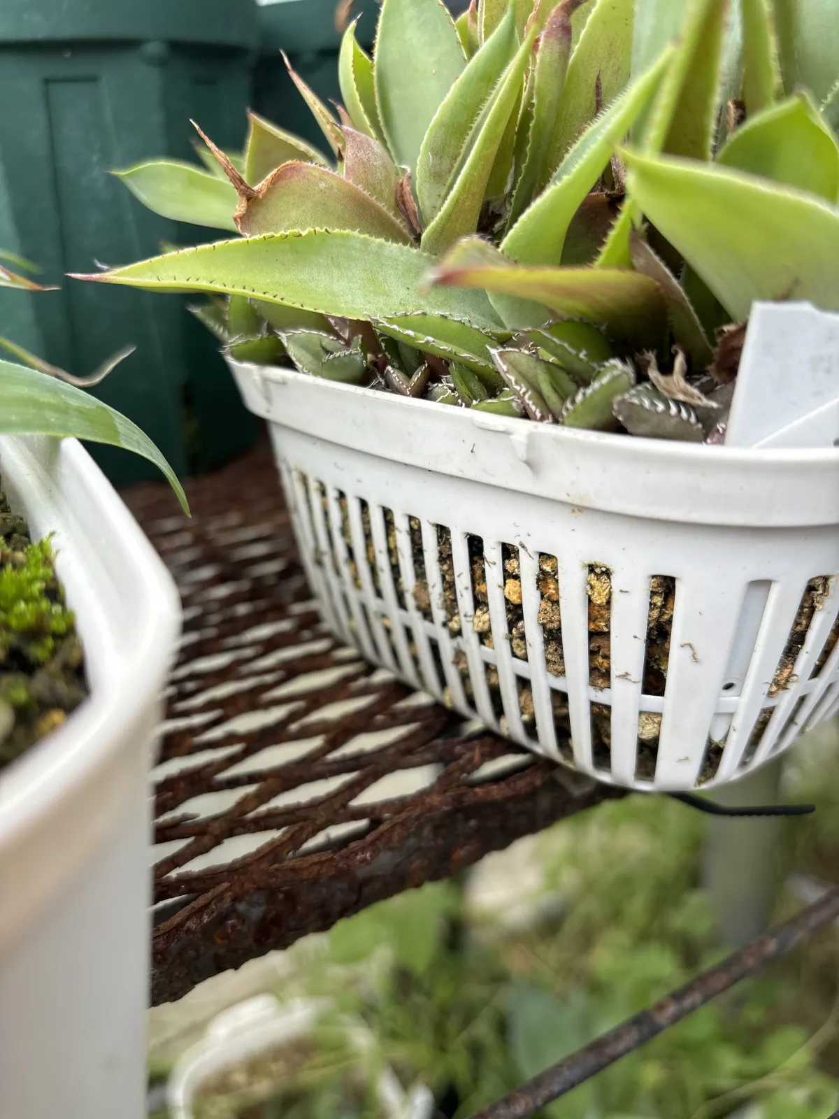 Agave megalodonta (アガベ メガロドンタ)