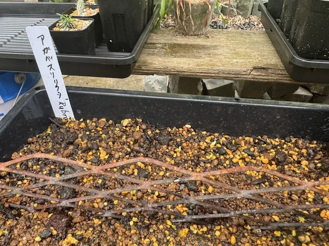 Agave stricta rubra (アガベ ストリクタ ルブラ)