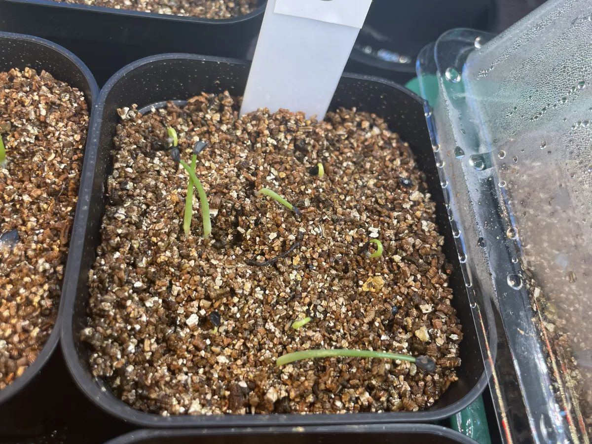 Agave vilmoriniana (アガベ ビルモリニアナ)