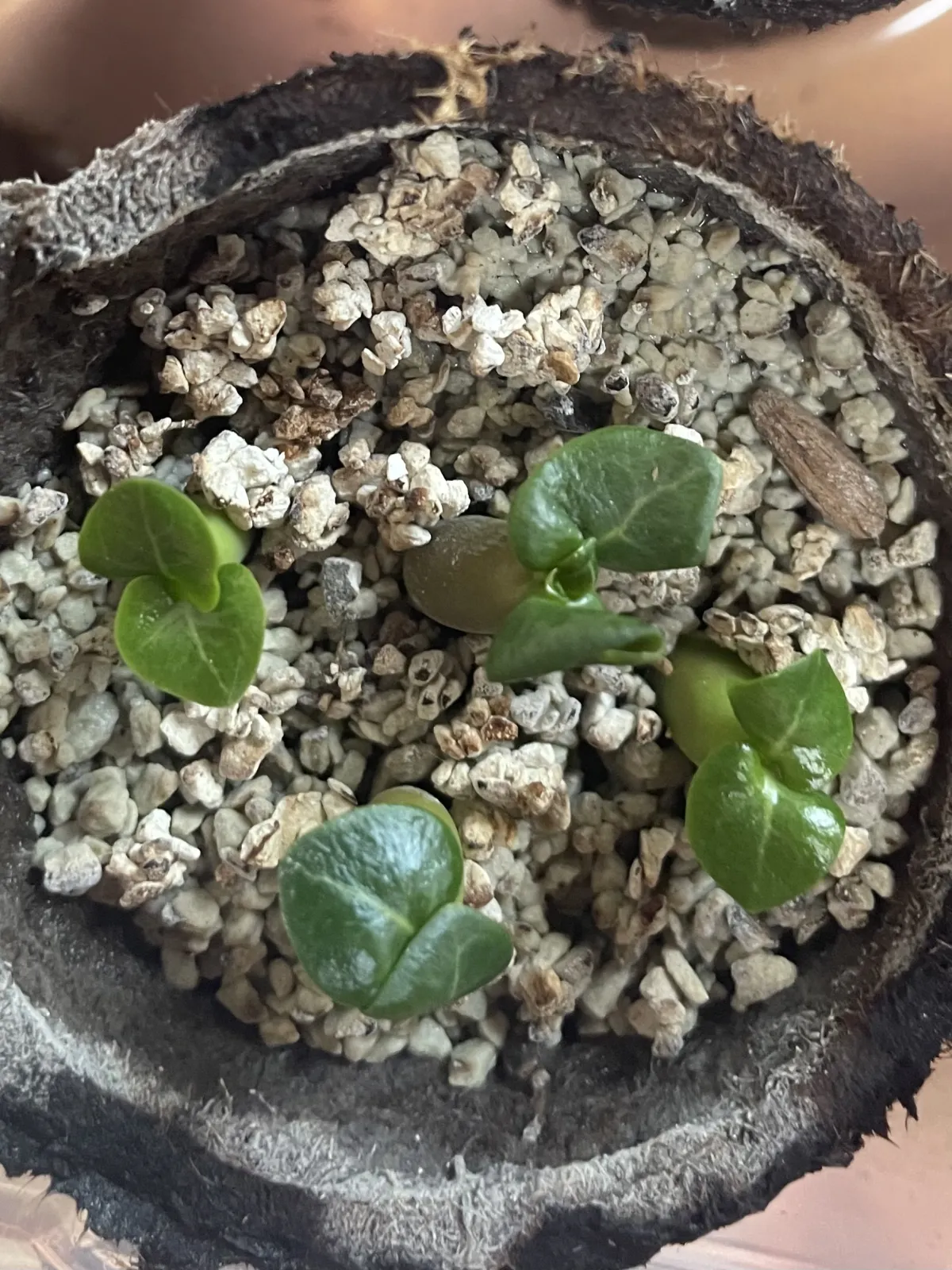 Adenium DHA PPL (アデニウム DHA PPL)