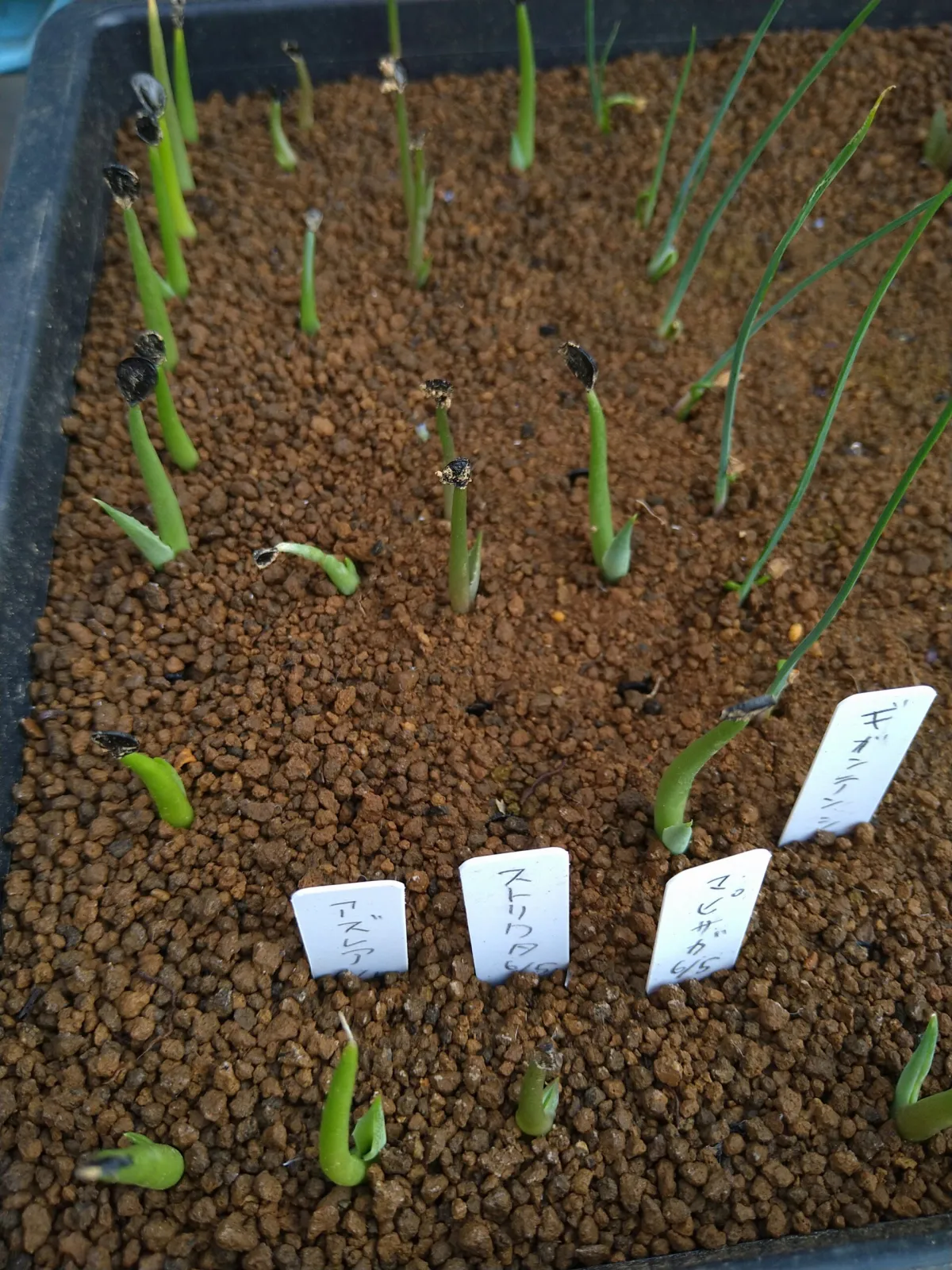 Agave stricta (アガベ ストリクタ)