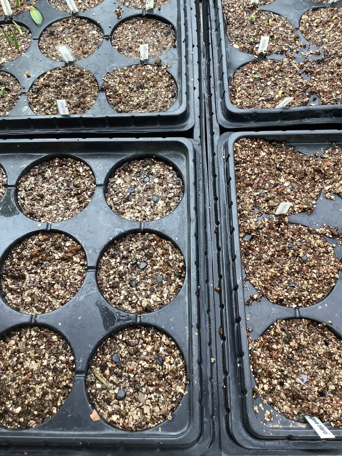 Agave deserti var. simplex (アガベ シンプレックス)