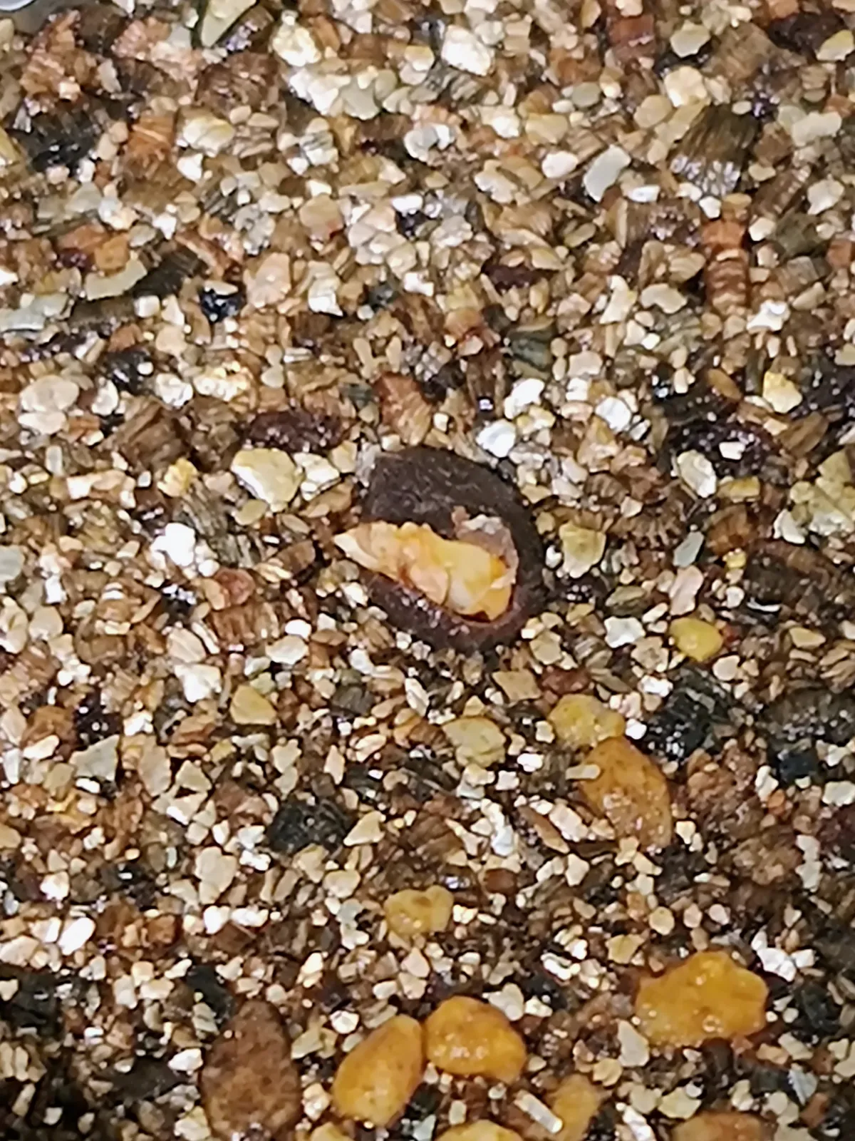 Operculicarya pachypus (オペルクリカリア パキプス)