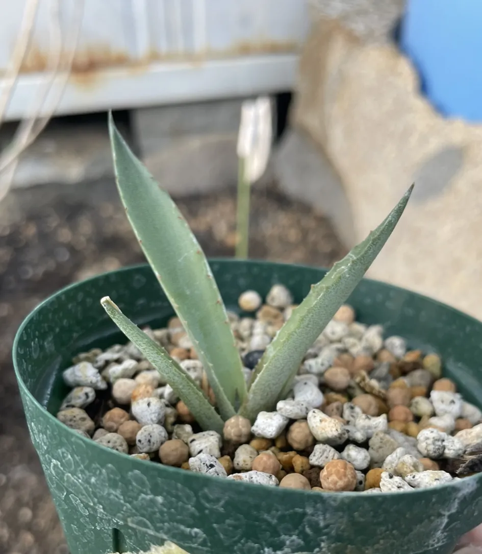 Agave atrovirens var. atrovirens (アガベ アトロビレンス)