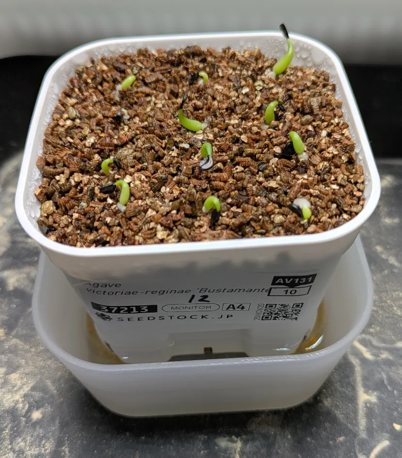 Agave victoriae-reginae 'Bustamante' (アガベ バスタマンテ)