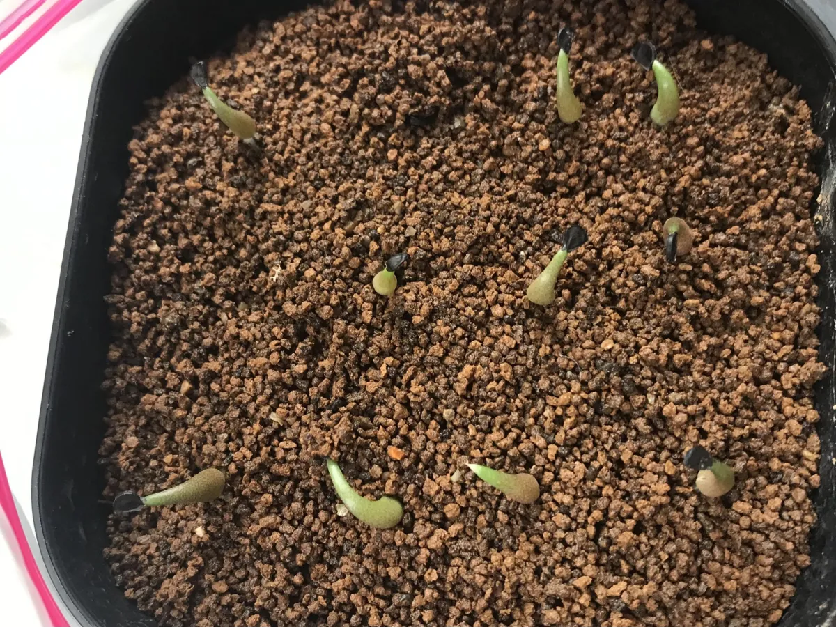 Agave oteroi (アガベ オテロイ)