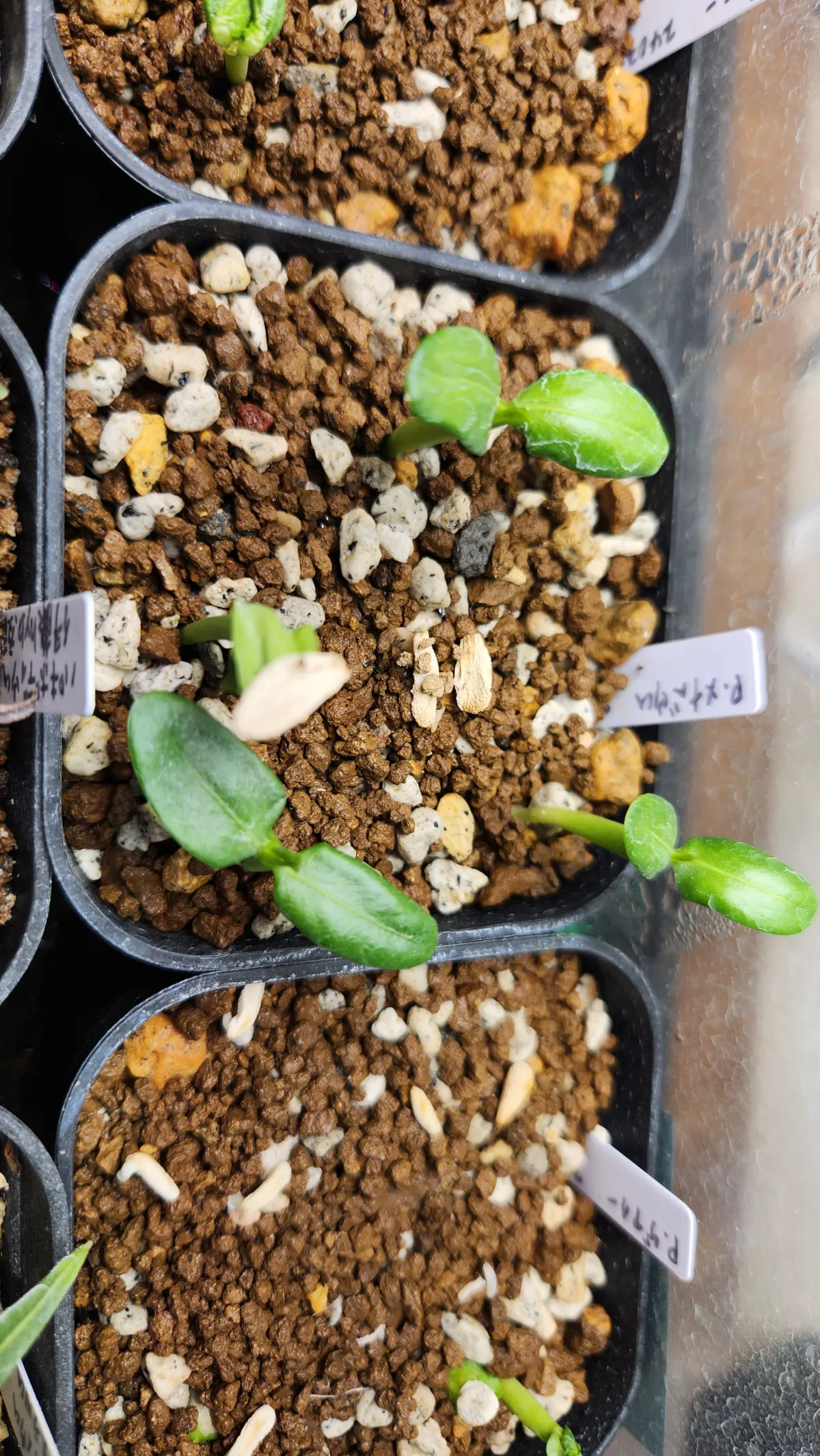 Pachypodium menabeum (パキポディウム メナベウム)