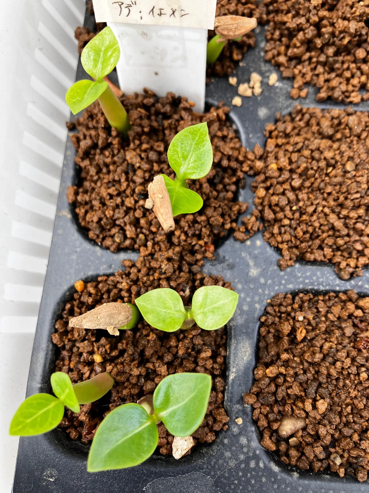 Adenium arabicum (アデニウム アラビカム イエメン)