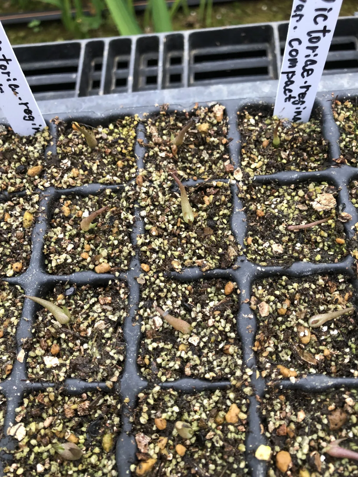 Agave victoriae-reginae Compacta (アガベ ビクトリアレジーナコンパクト)