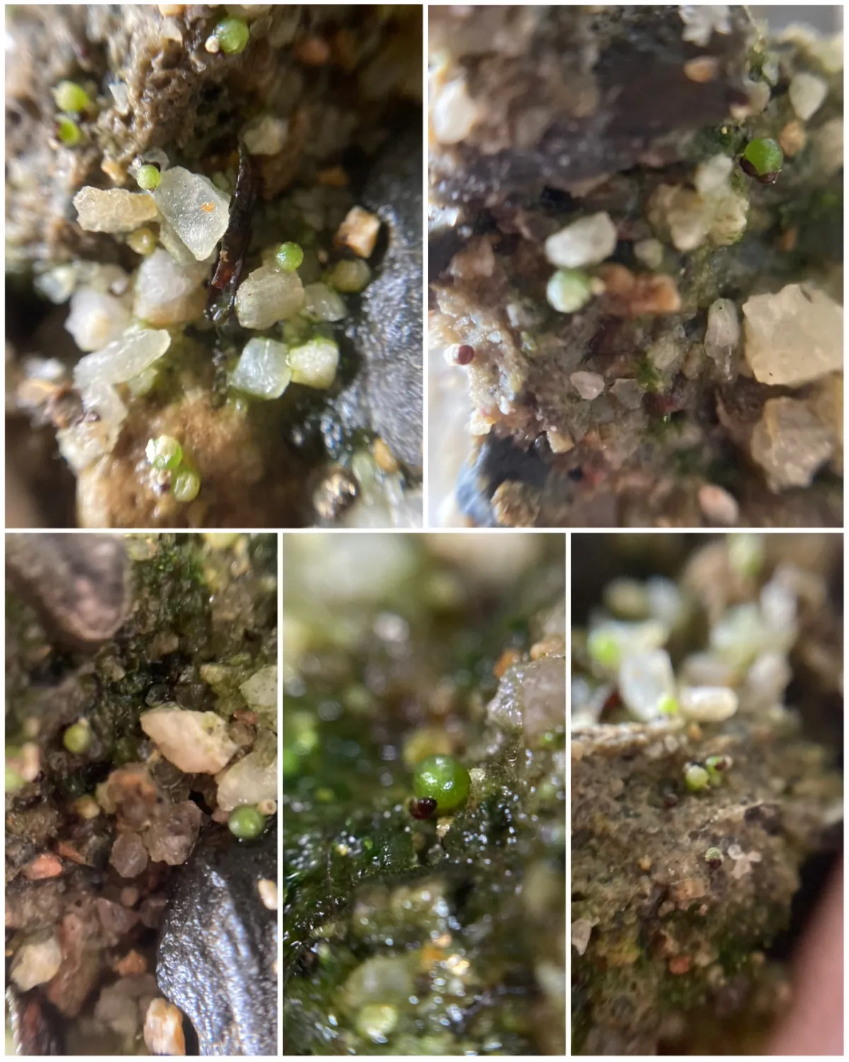 Blossfeldia fechseri (ブロスフェルディア フェクセリ)