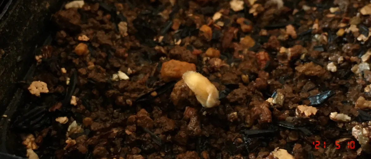 Fockea crispa (フォッケア クリスパ)