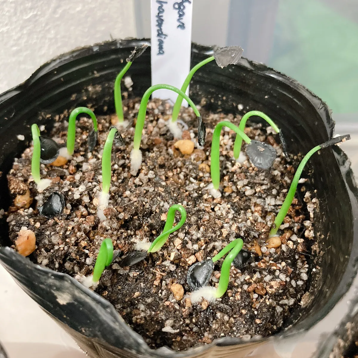 Agave havardiana (アガベ ハバルディアナ)