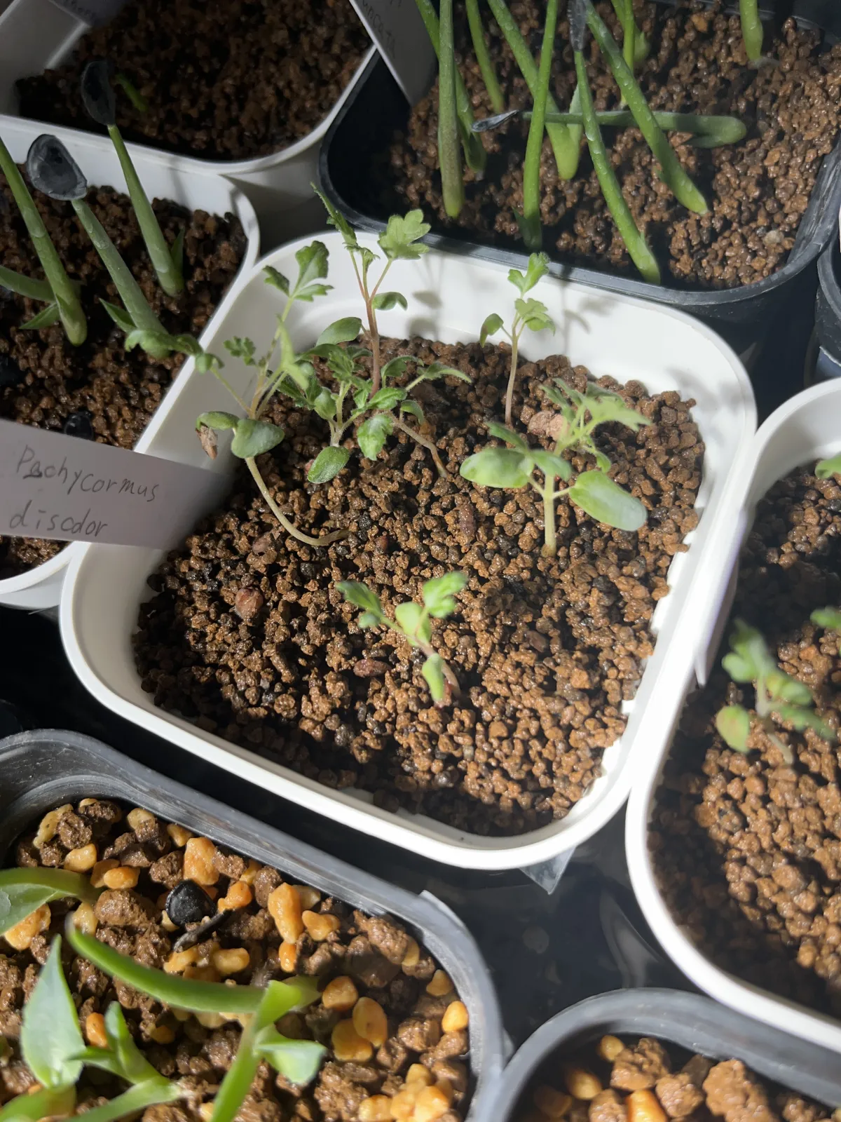 Pachycormus discolor (パキコルムス ディスカラー)