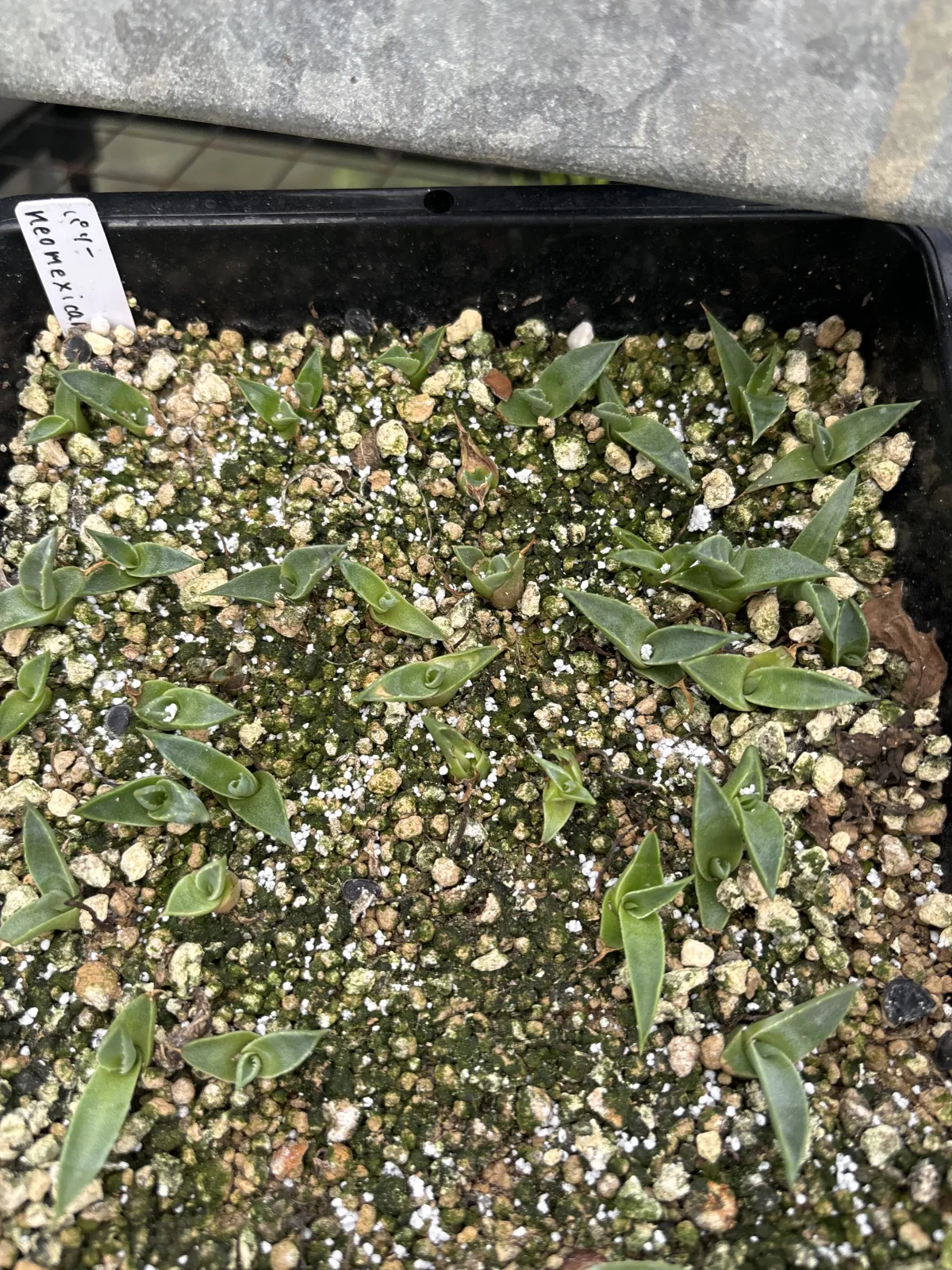 Agave parryi subsp. neomexicana (アガベ ネオメキシカーナ)
